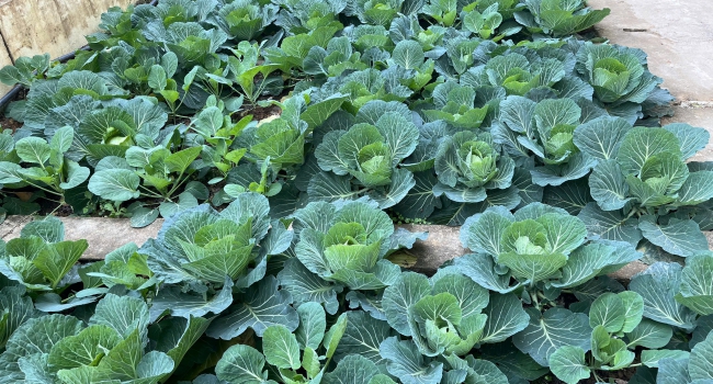 MÔ HÌNH “VƯỜN RAU XANH GÂY QUỸ” CỦA HỌC SINH Ở TRƯỜNG PTDTBT TH&THCS ĐỨC XUÂN