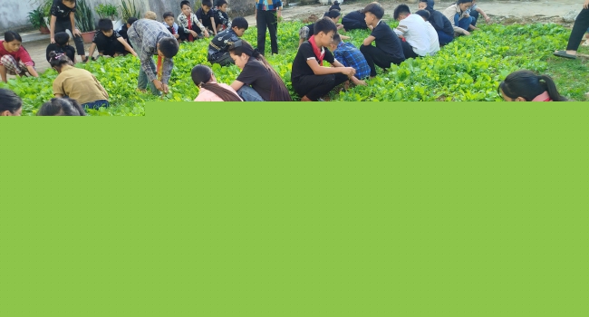 MÔ HÌNH TRỒNG RAU XANH – MỘT SẢN PHẨM STEM TẠI TRƯỜNG PTDTBT TH&THCS ĐỨC XUÂN